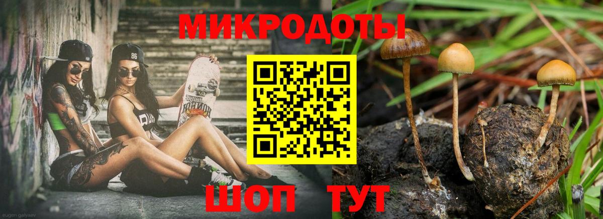 Псилоцибиновые грибы Psilocybe Узловая